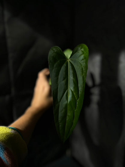 Anthurium carlablackiae hybrid