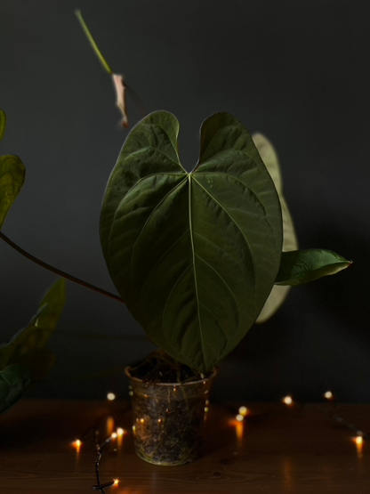 Anthurium 'Raven' - Anthurium Papillilaminum x Anthurium Dressleri x Papillilaminum