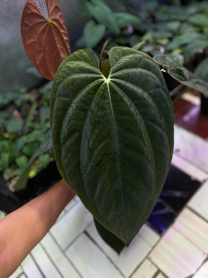 Anthurium Lunox (X-one x Goliath) - clone