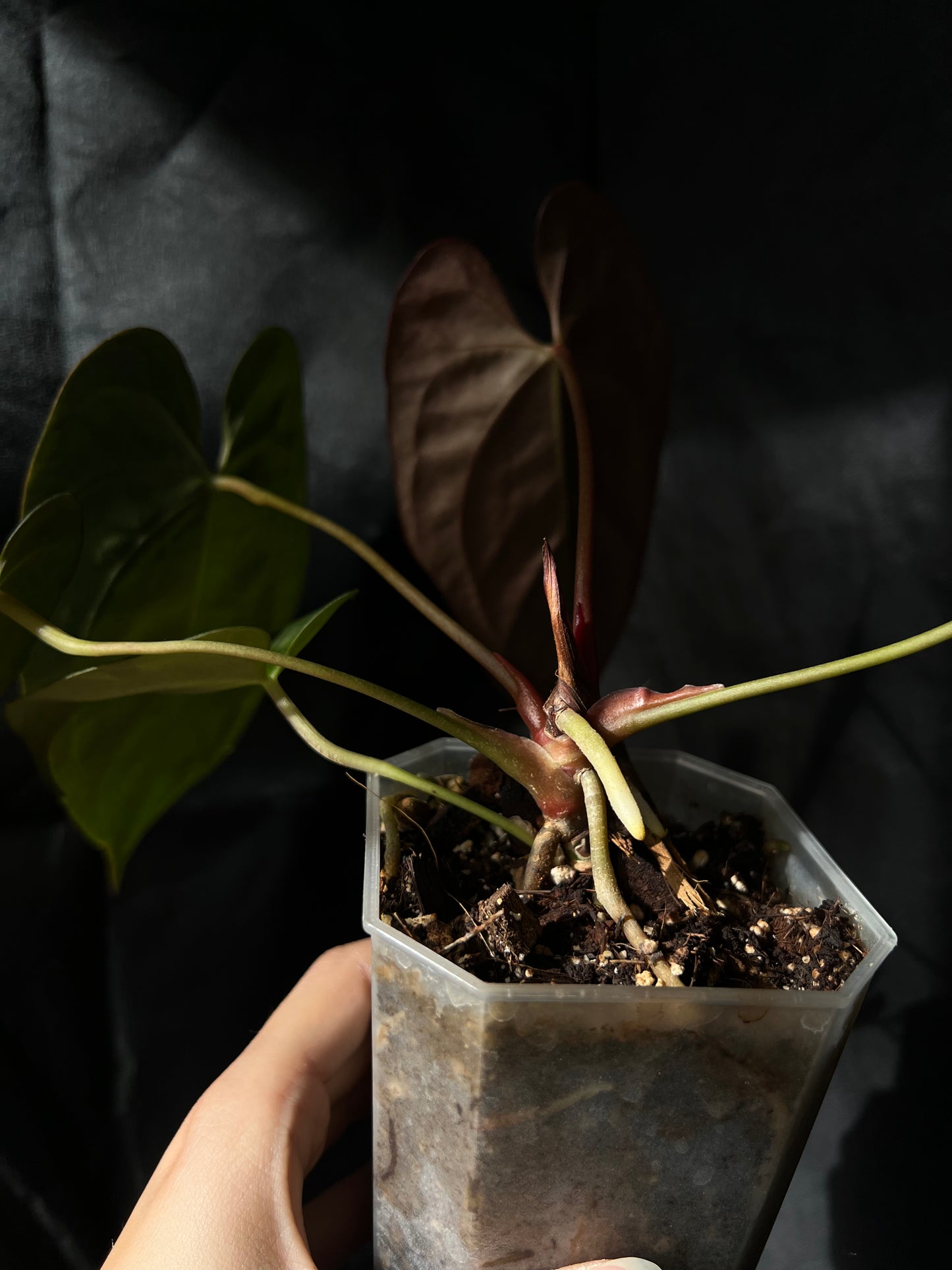 Anthurium Blue Papillilaminum (BP)