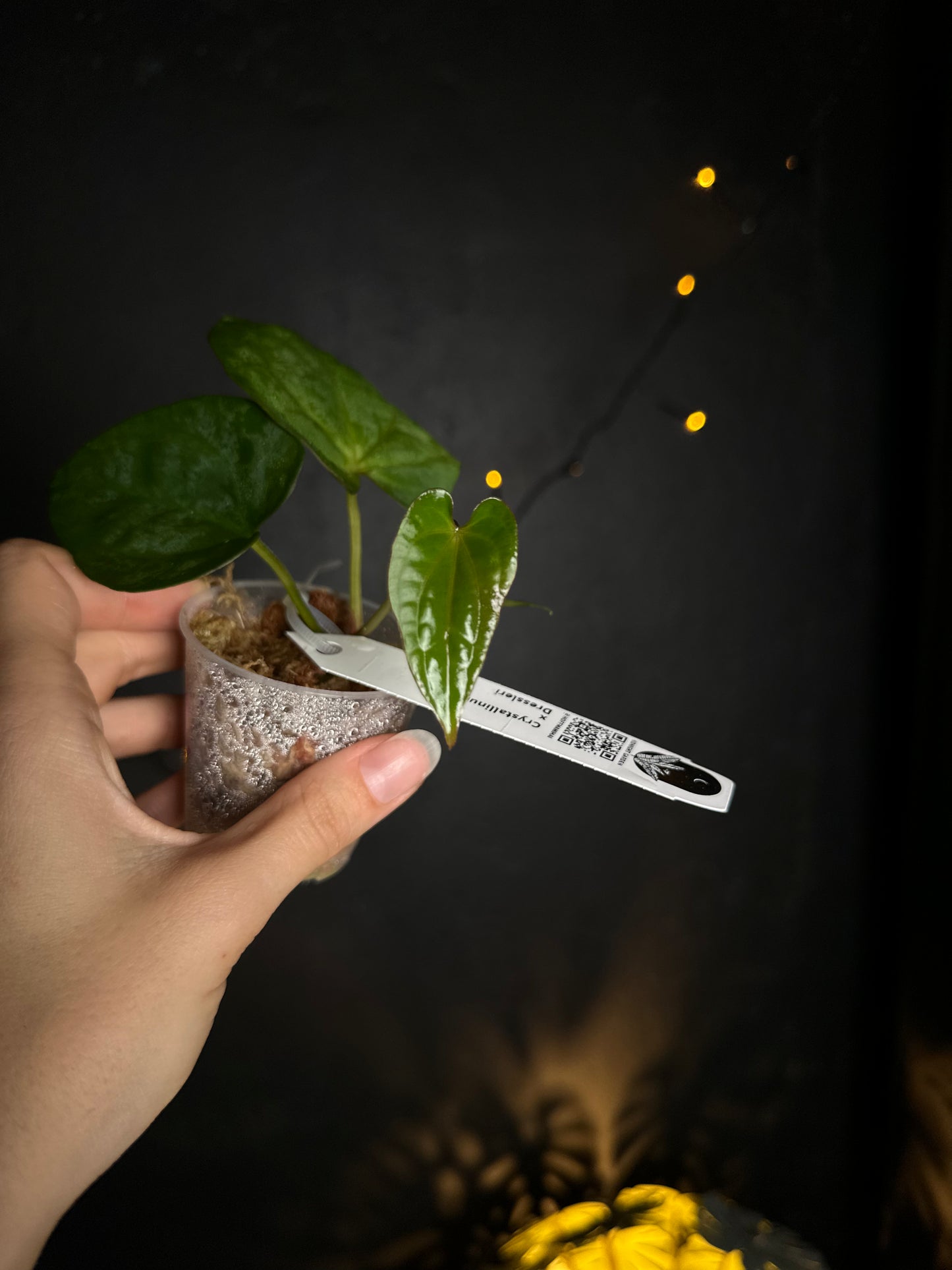 Anthurium crystallinum x dressleri - Midnight Garden (Hai)