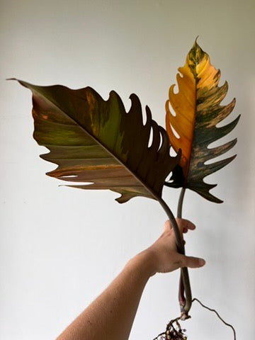 Philodendron caramel marble - Bouture de tête