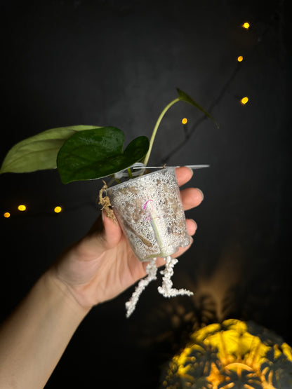 Anthurium crystallinum x dressleri - Midnight Garden (Hai)