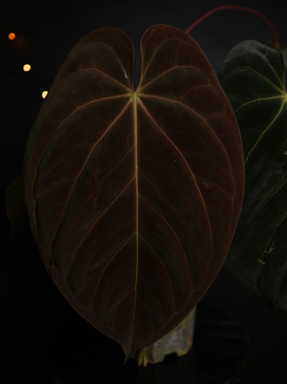 Anthurium 'Nyx' - Anthurium Goliath x Anthurium Dark Phoenix