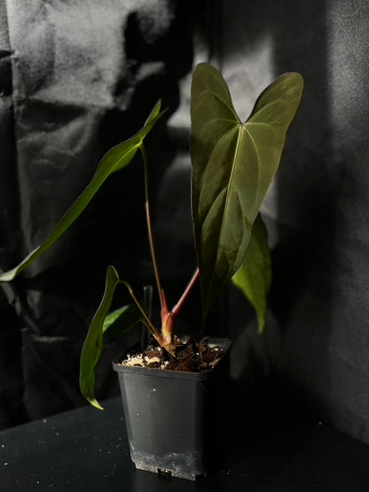 Anthurium carlablackiae hybrid