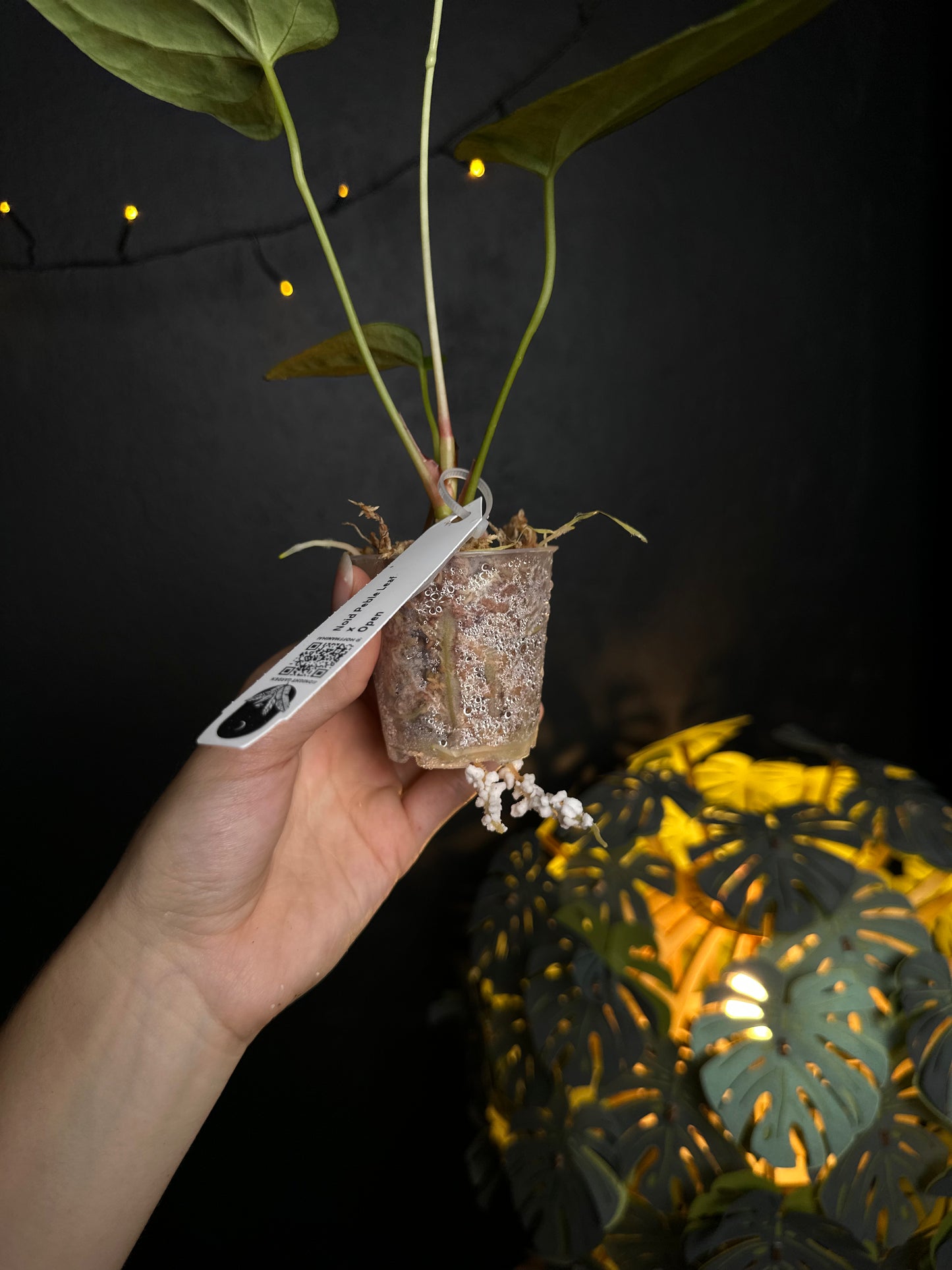 Anthurium NOID Peble leaf x open - Midnight Garden (Hai)
