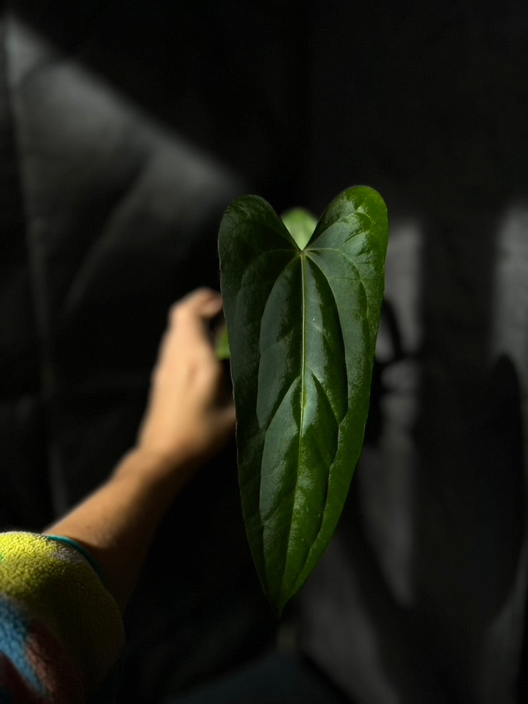 Anthurium carlablackiae hybrid