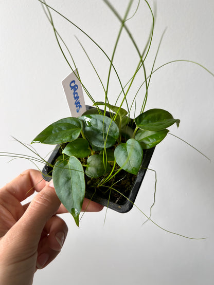 Seedling Anthurium Cronos