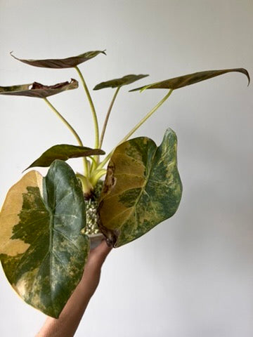 Alocasia wentii sunset