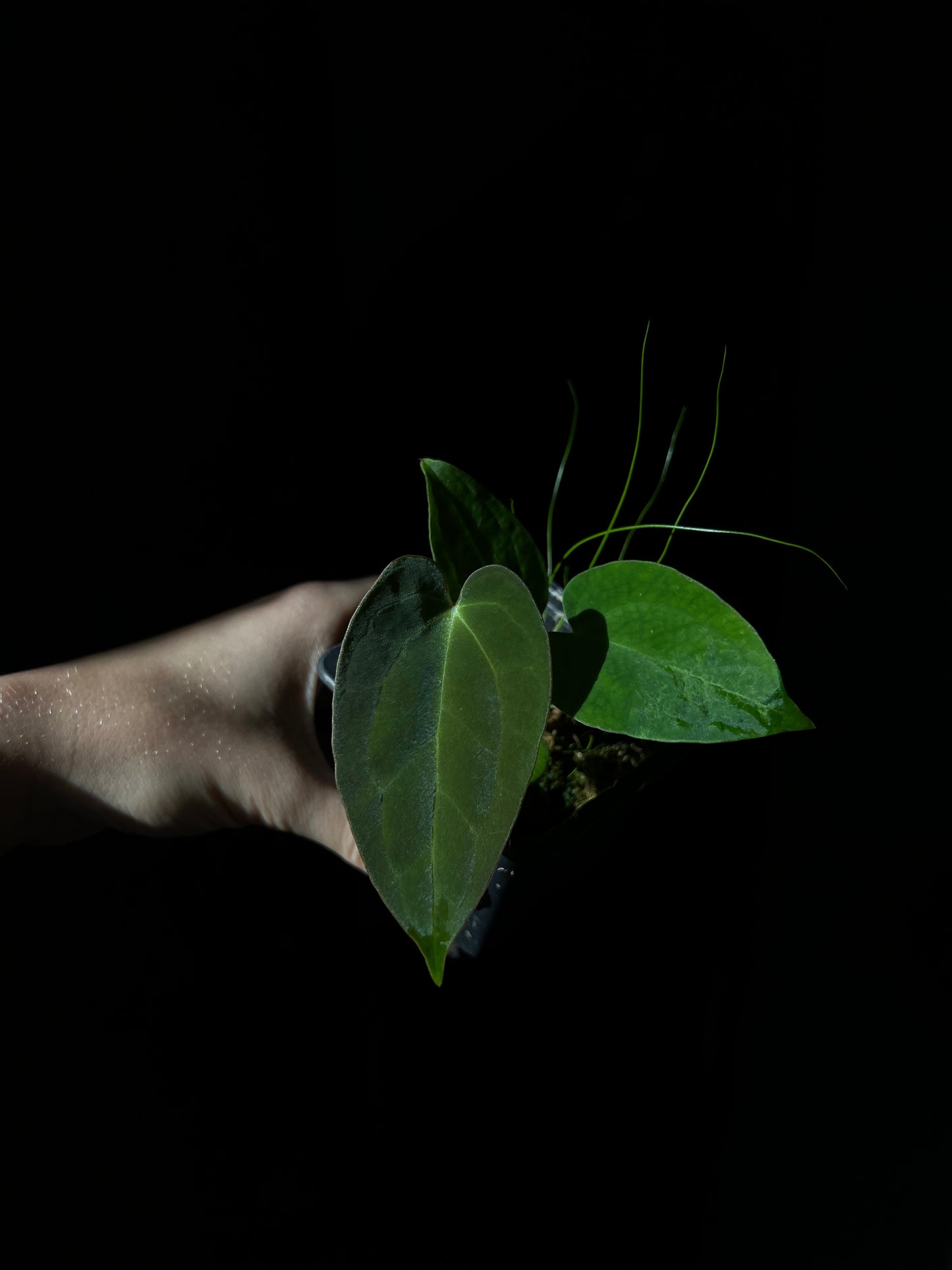 Anthurium Papillilaminum 'Crocodile' (Anthurium Papillilaminum x Papillilaminum hybride)