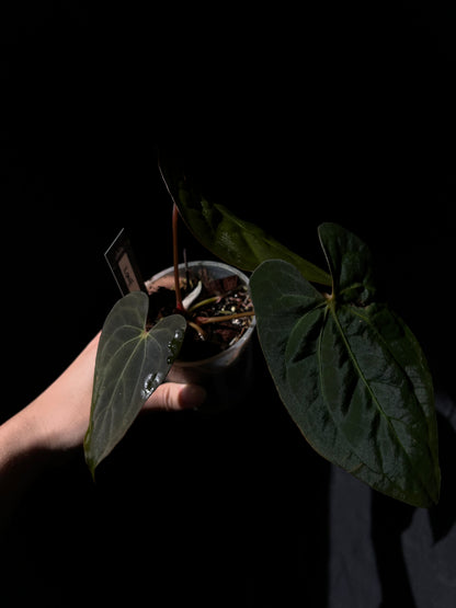 Anthurium papillilaminum X-one clone