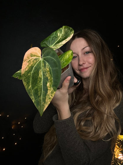 Anthurium Black Venom Variegata Clone