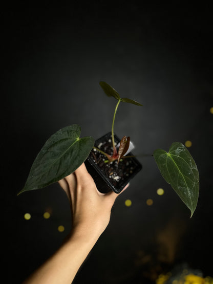Anthurium Papillilaminum 'Crocodile' (Anthurium Papillilaminum x Papillilaminum hybride)
