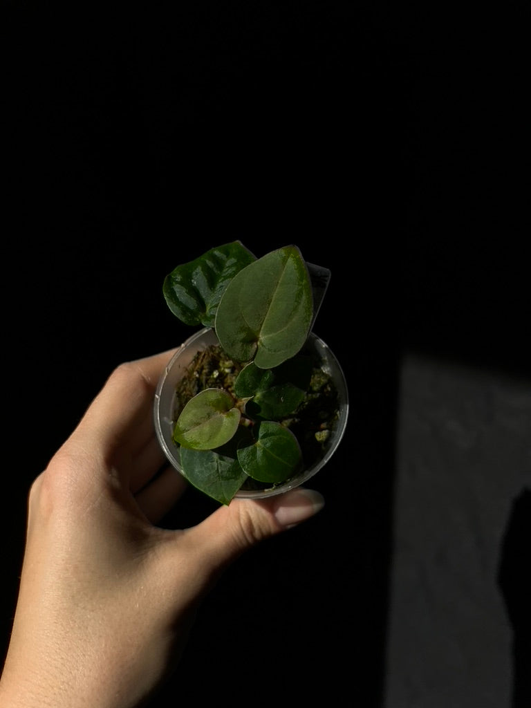 Anthurium hoffmannii red sinus