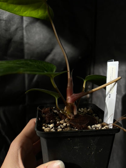 Anthurium carlablackiae hybrid