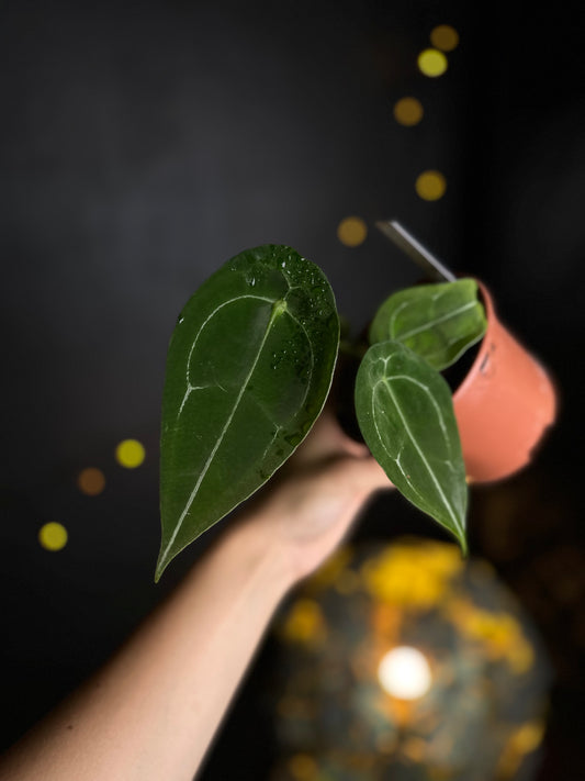 Anthurium Forgetii