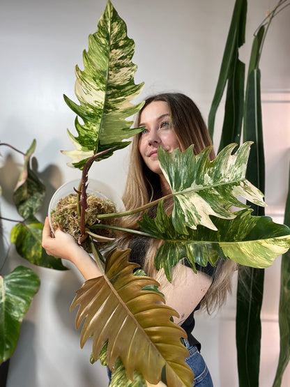 Philodendron caramel marble - Head cutting