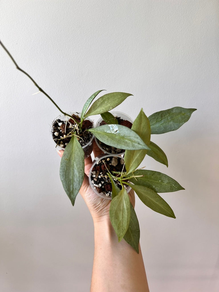 Hoya new guinea ghost