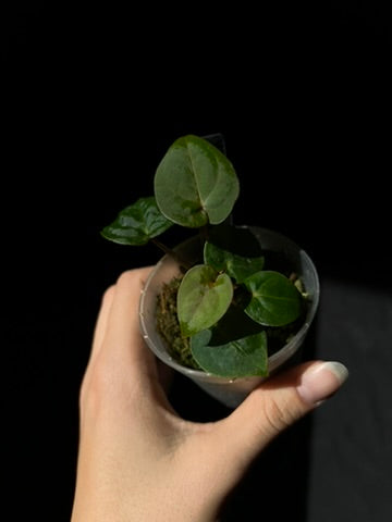 Anthurium hoffmannii red sinus