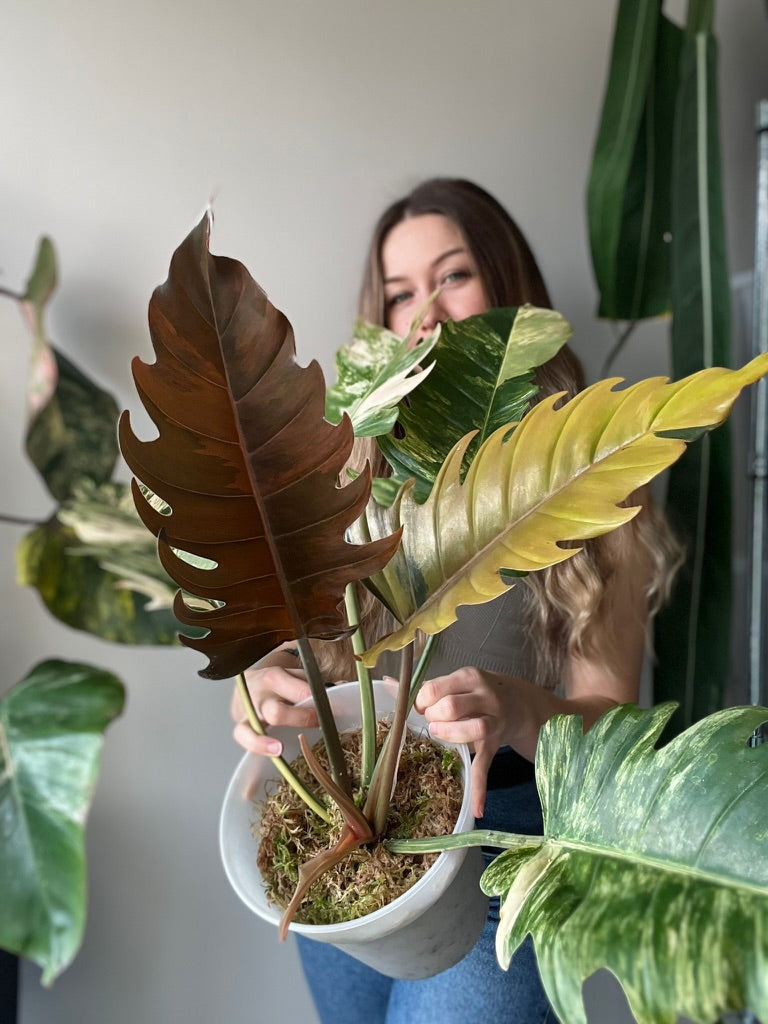 Philodendron caramel marble - Head cutting