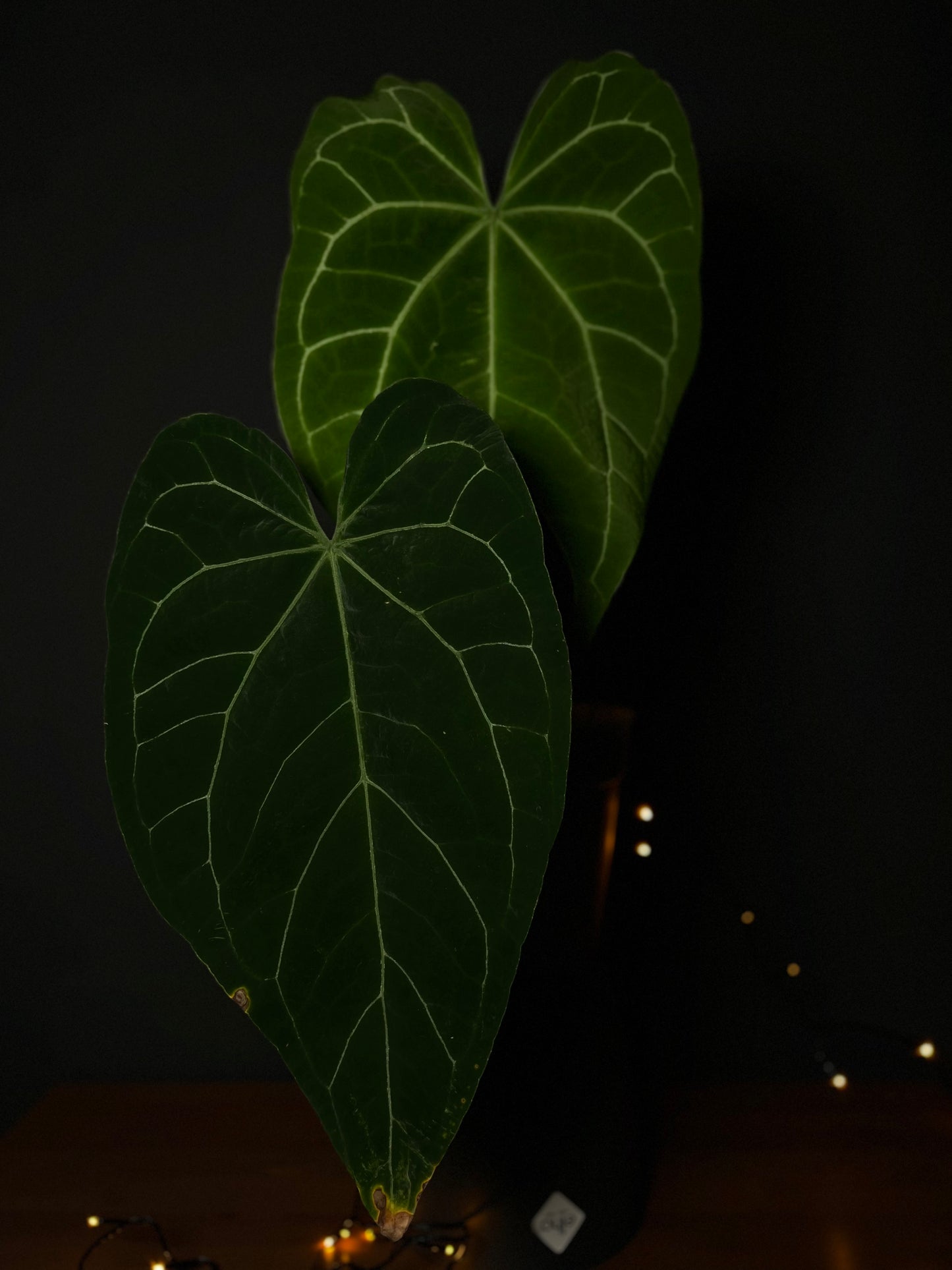 Anthurium 'JINBE' ('Dark Moon' x Papillilaminum)