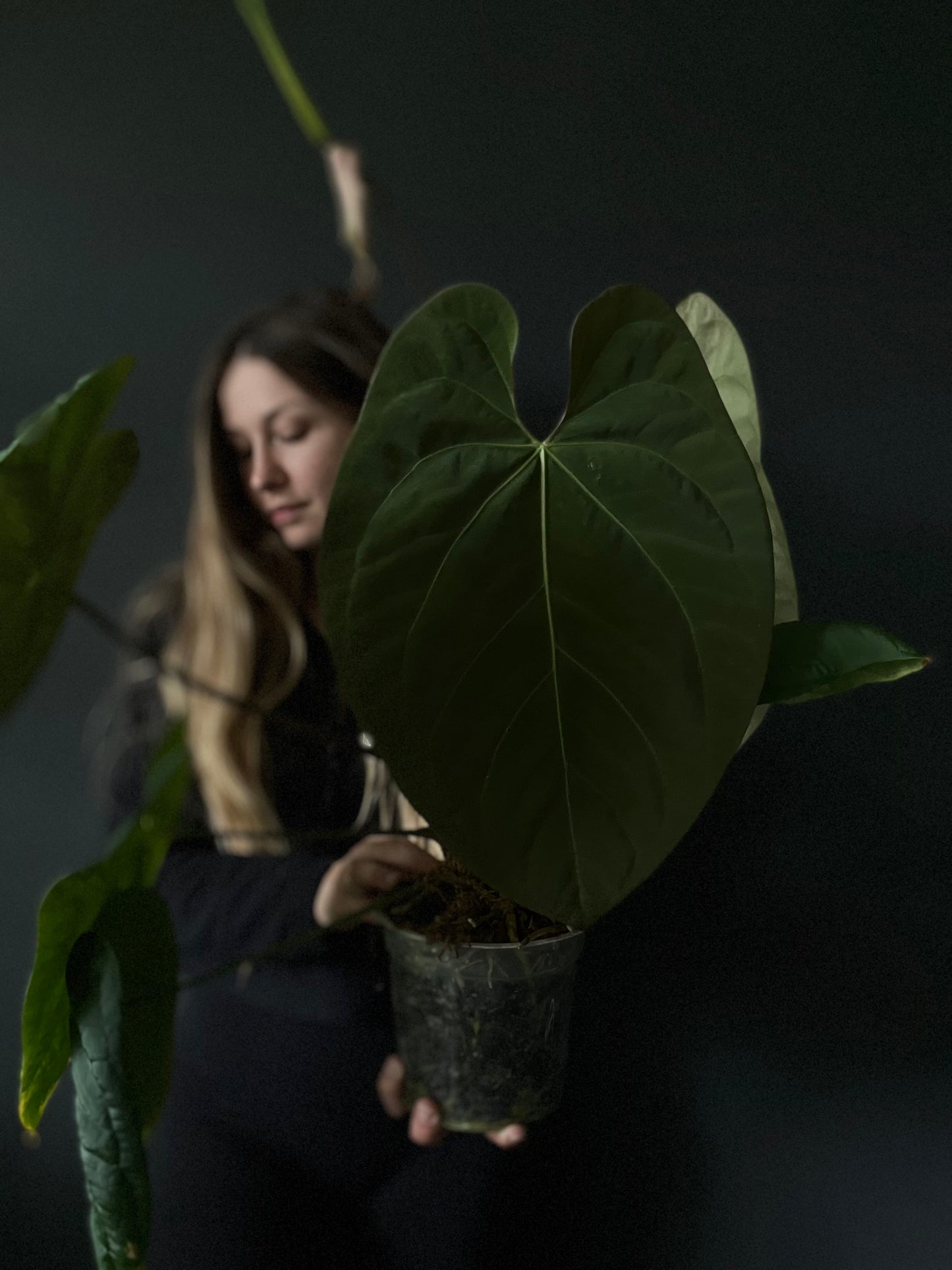 Seedling d'Anthurium 'INOX' papillilaminum x dressleri hybrid