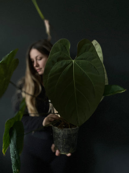 Seedling of Anthurium 'INOX' papillilaminum x dressleri hybrid