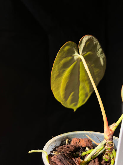 Anthurium Lunox (X-one x Goliath) - clone