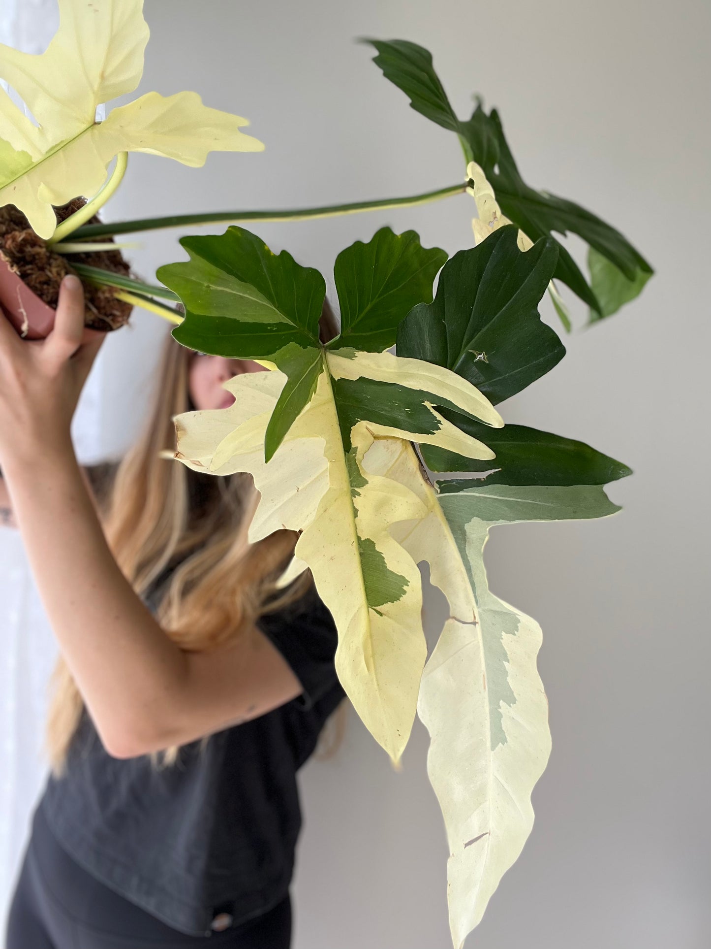 Philodendron Golden Dragon Variegata