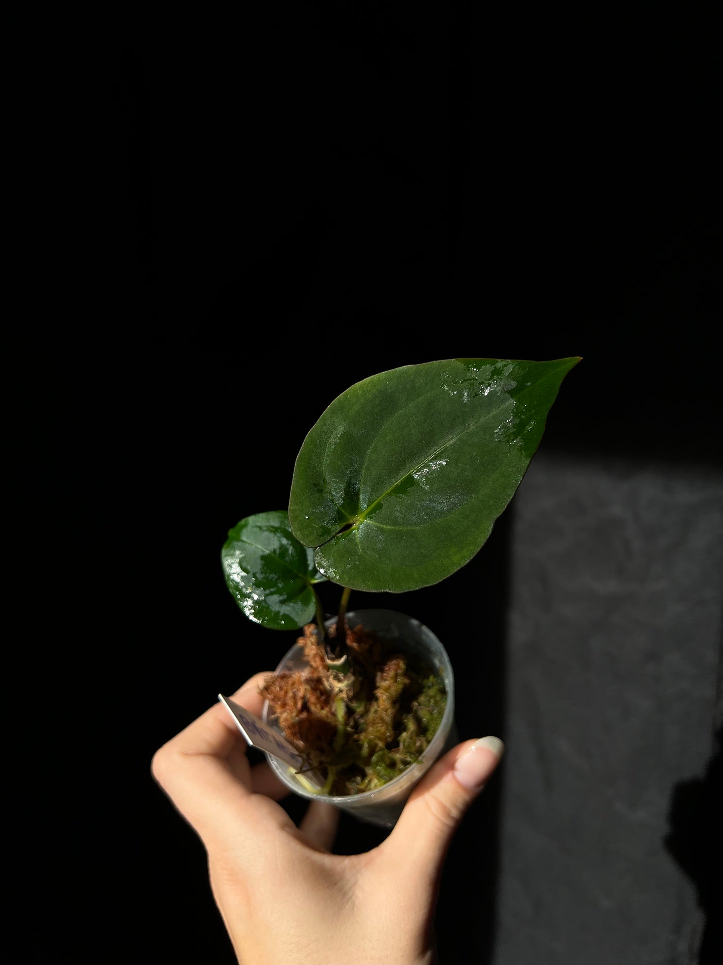 Anthurium BVIT - clone