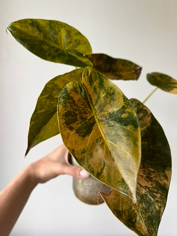 Alocasia wentii sunset