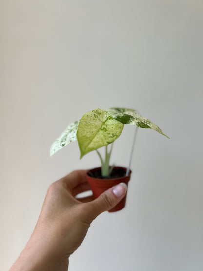 Alocasia macrorrhiza camouflage / splash