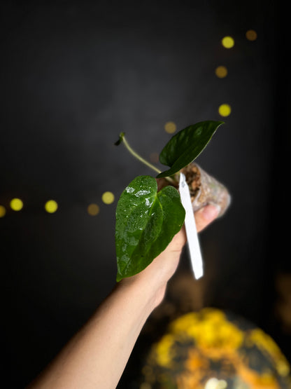 Anthurium crystallinum x dressleri - Midnight Garden (Hai)