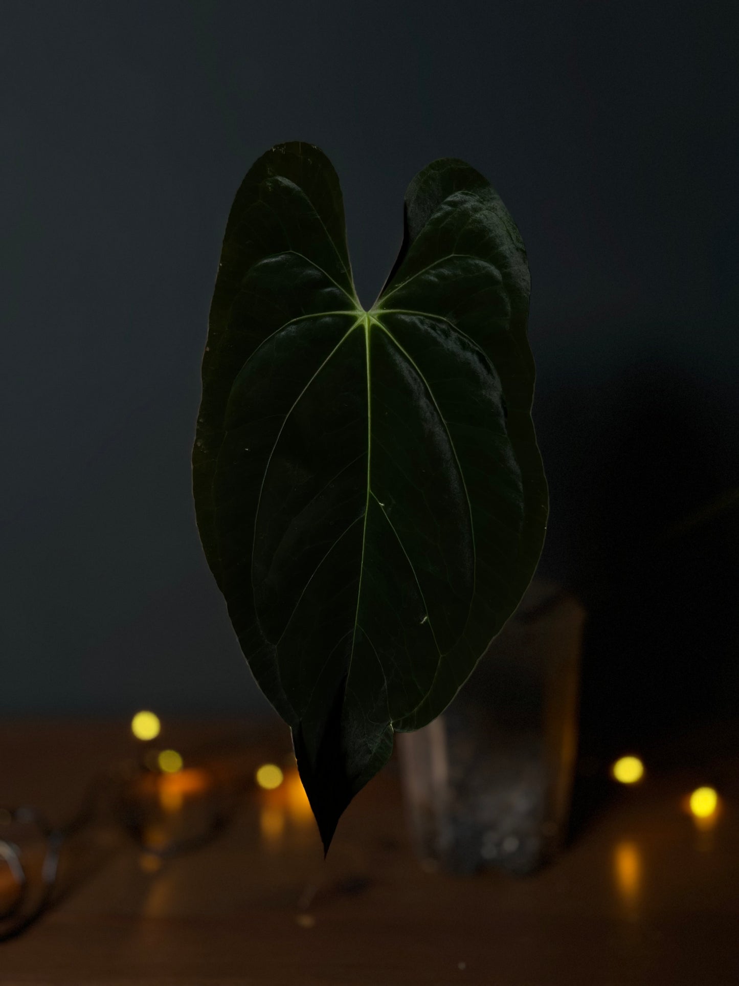 Anthurium 'JINBE' ('Dark Moon' x Papillilaminum)