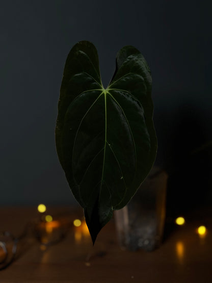 Anthurium 'JINBE' ('Dark Moon' x Papillilaminum)