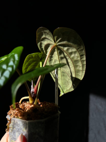 Anthurium Dark Phoenix x Luxurians