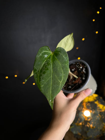 Anthurium King of Spades (KOS or HU) - size S