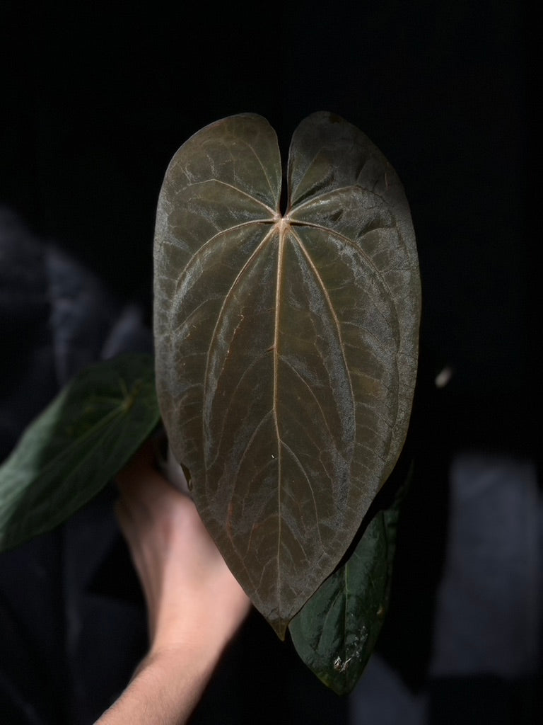 Anthurium dressleri x papillilaminum