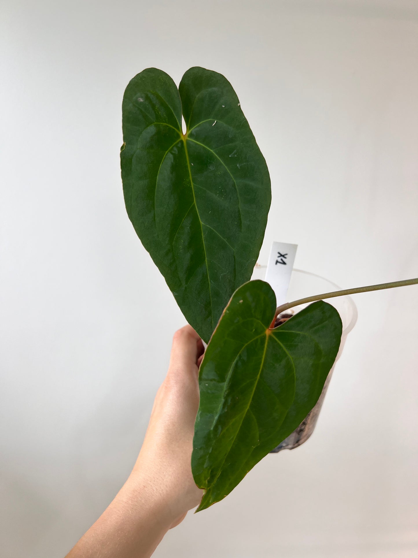 Anthurium X-one  - plante 4