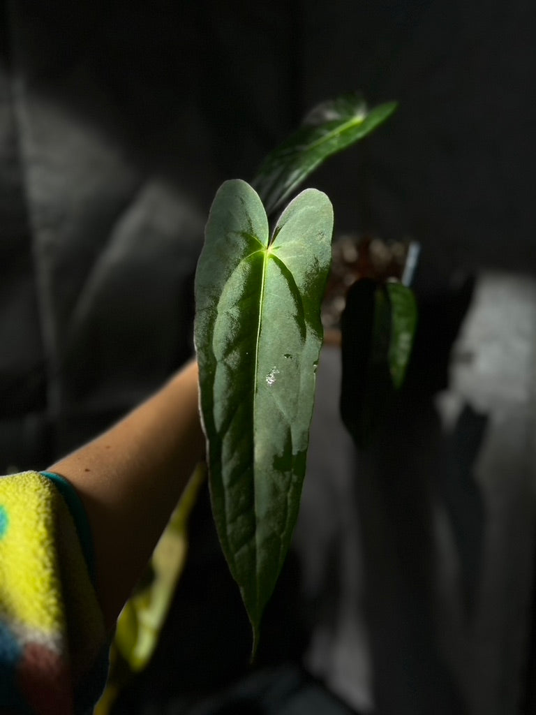 Anthurium carlablackiae hybrid