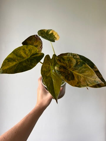 Alocasia wentii sunset