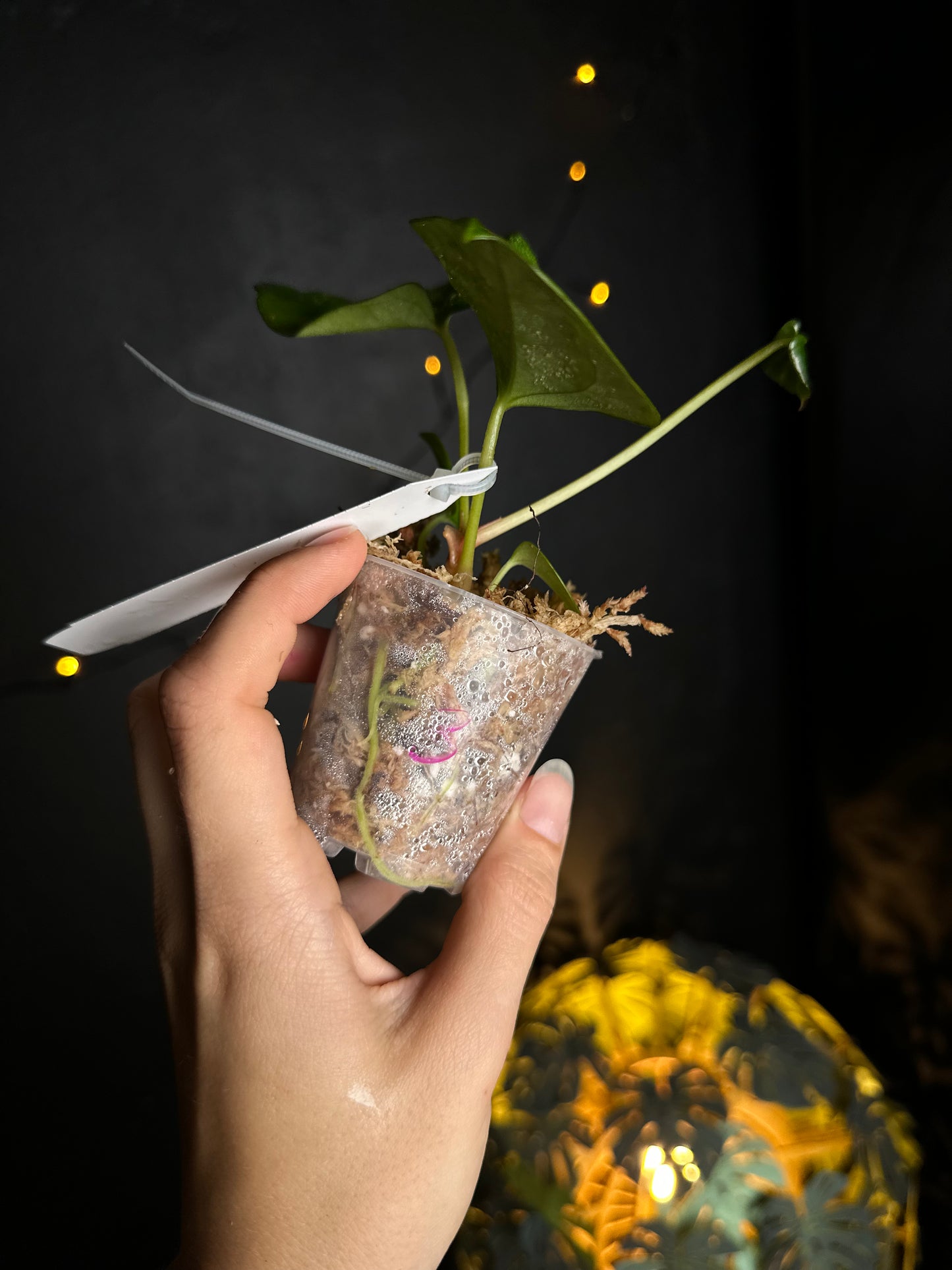 Anthurium crystallinum x dressleri - Midnight Garden (Hai)