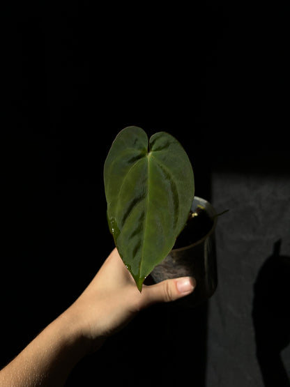 Anthurium Lunox (X-one x Goliath) - clone