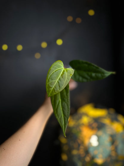 Anthurium NOID Peble leaf x open - Midnight Garden (Hai)