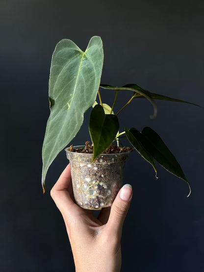 Anthurium 'Blacksweet' x Portillae