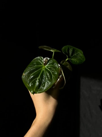 Anthurium (HU x Dorayaki) x self