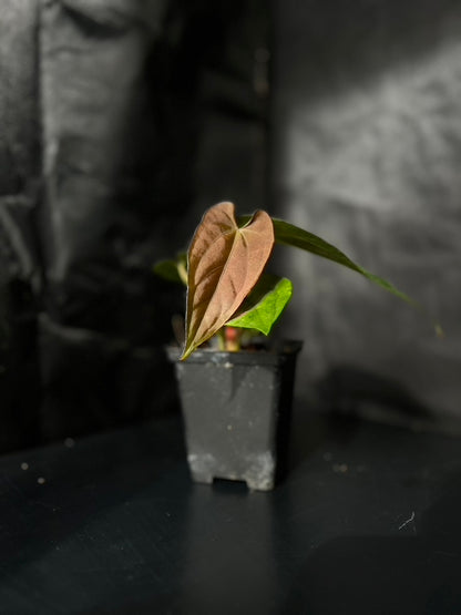 Anthurium dressleri x papillilaminum