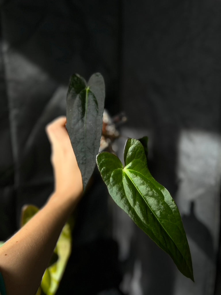 Anthurium carlablackiae hybrid