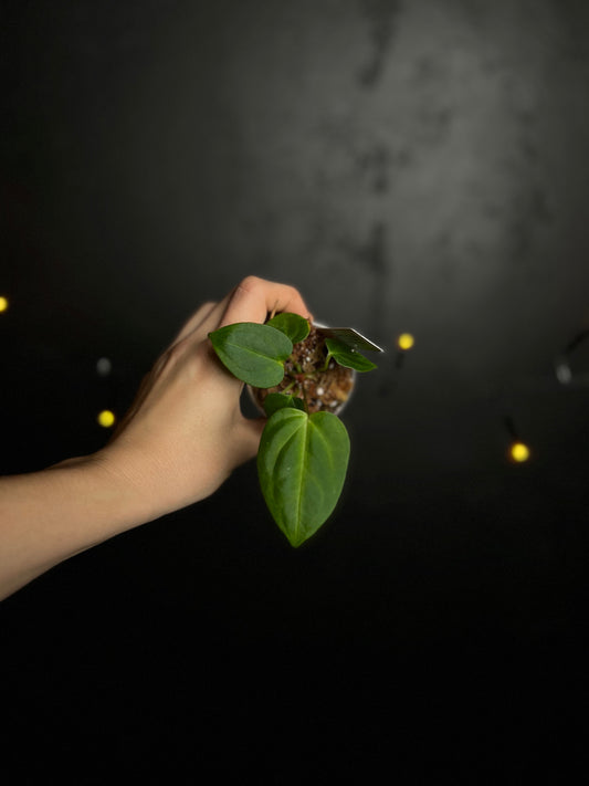 Seedling Anthurium Cronos