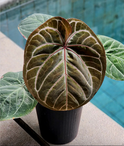 Anthurium (HU x Dorayaki) x self